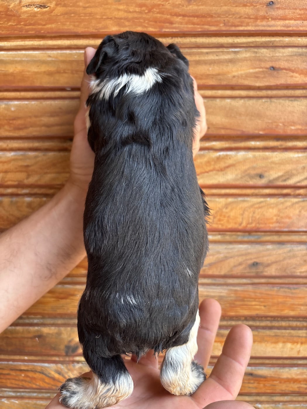 Chiot N°5