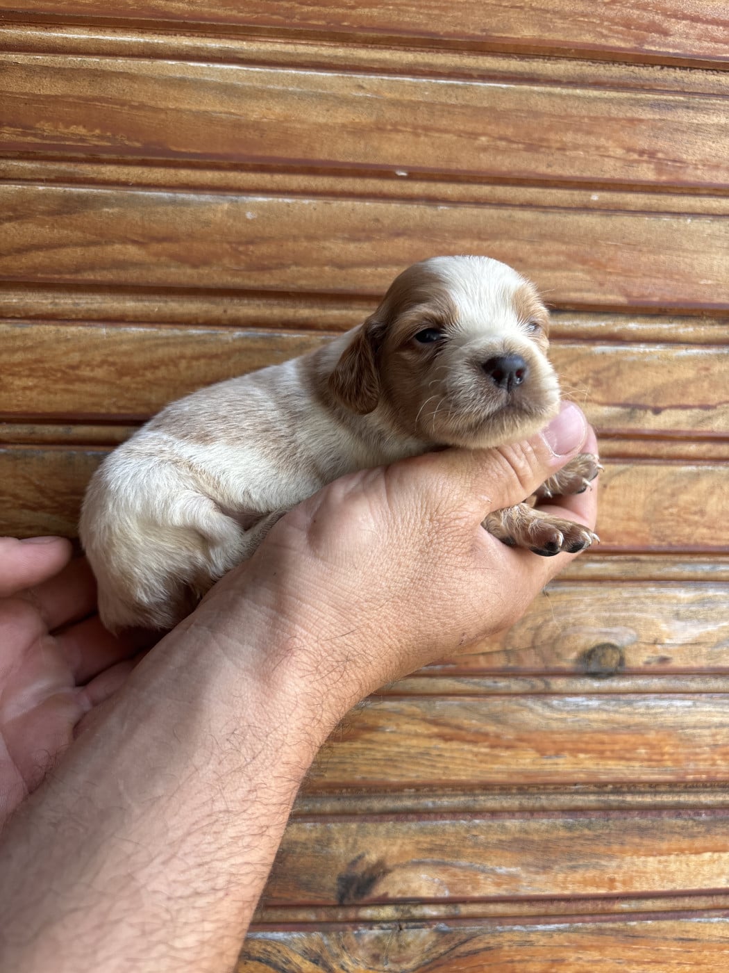 Chiot N°2 - Epagneul Breton
