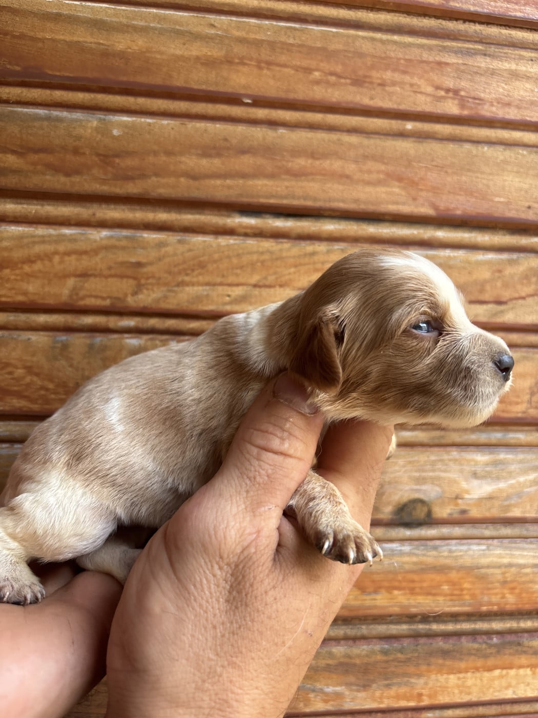 Chiot N°3 - Epagneul Breton
