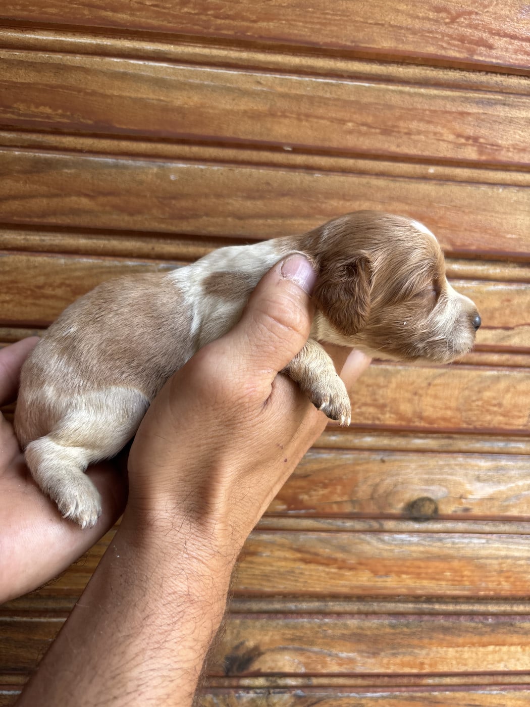 Chiot N°4 - Epagneul Breton