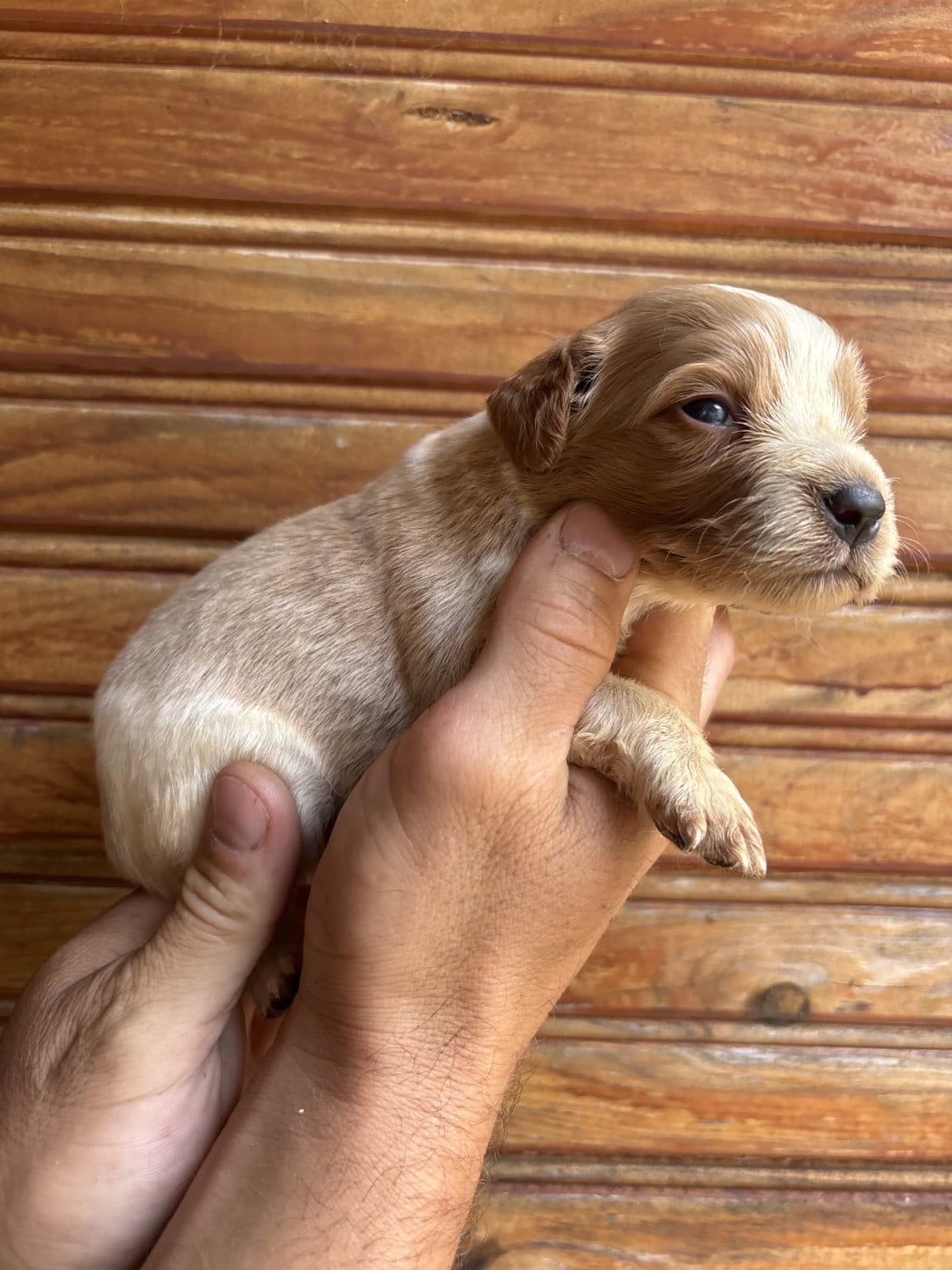 Chiot N°7 - Epagneul Breton