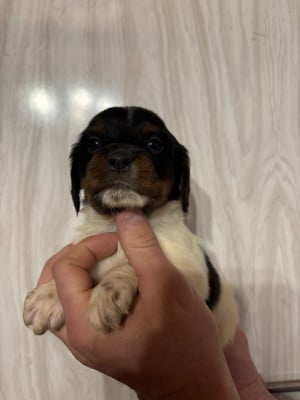 Les chiots de Epagneul Breton