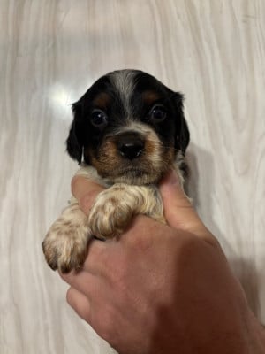 Les chiots de Epagneul Breton