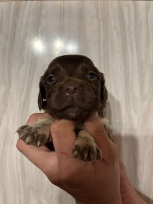 Les chiots de Epagneul Breton