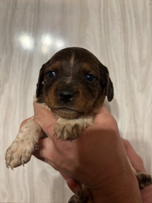 Les chiots de Epagneul Breton