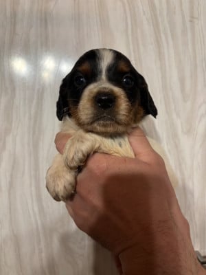 Les chiots de Epagneul Breton