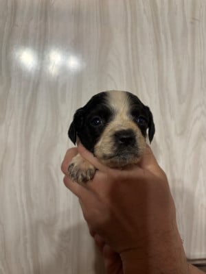 Les chiots de Epagneul Breton