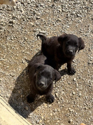 Les chiots de Labrador Retriever