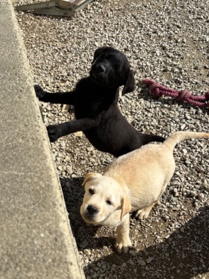 Les chiots de Labrador Retriever
