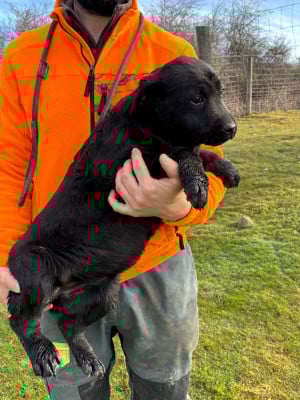 Les chiots de Labrador Retriever