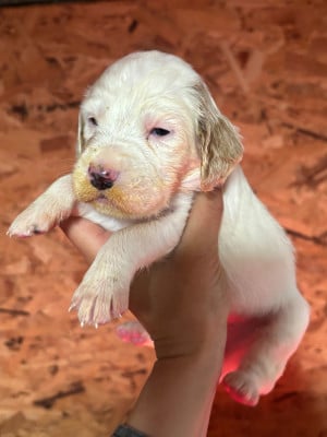 Les chiots de Setter Anglais