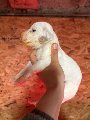 Les chiots de Setter Anglais