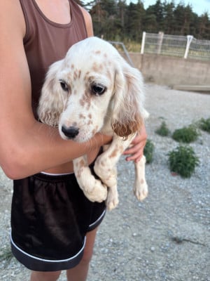 Les chiots de Setter Anglais
