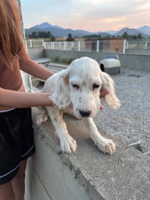 Les chiots de Setter Anglais