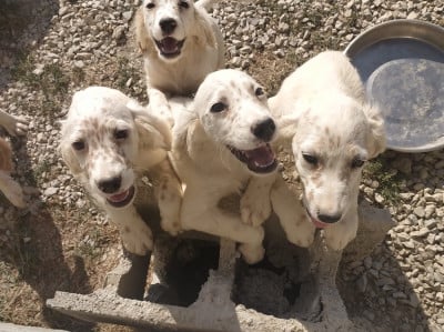 Les chiots de Setter Anglais
