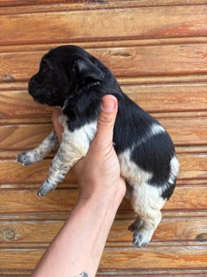 Les chiots de Epagneul Breton