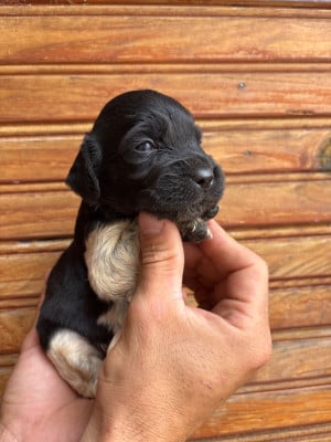 Les chiots de Epagneul Breton