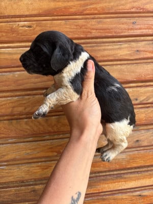 Les chiots de Epagneul Breton