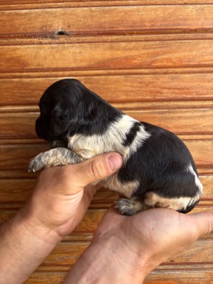 Les chiots de Epagneul Breton