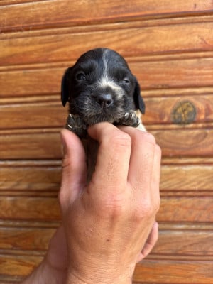 Les chiots de Epagneul Breton