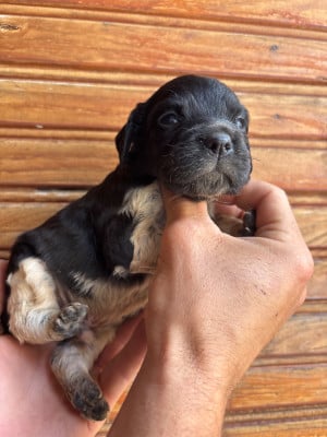 Les chiots de Epagneul Breton