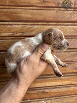 Les chiots de Epagneul Breton