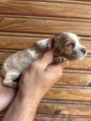Les chiots de Epagneul Breton