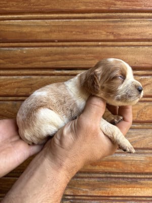 Les chiots de Epagneul Breton