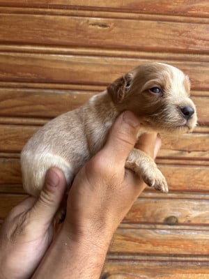 Les chiots de Epagneul Breton