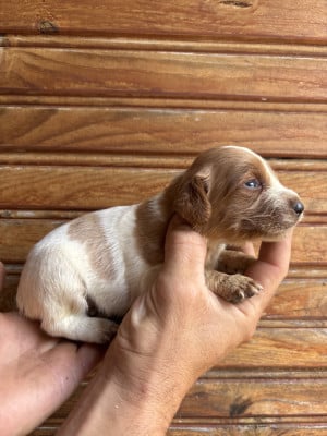 Les chiots de Epagneul Breton