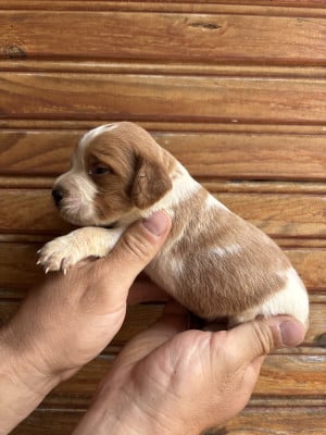 Les chiots de Epagneul Breton