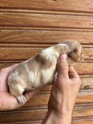 Les chiots de Epagneul Breton