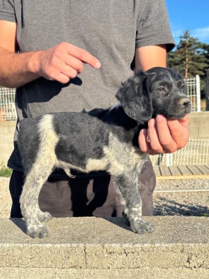 Les chiots de Epagneul Breton