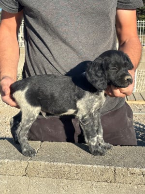 Les chiots de Epagneul Breton