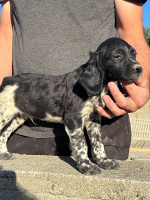 Les chiots de Epagneul Breton