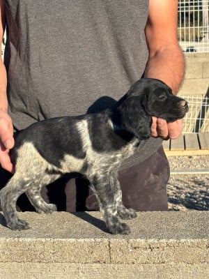 Les chiots de Epagneul Breton
