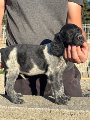 Les chiots de Epagneul Breton