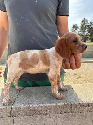 Les chiots de Epagneul Breton