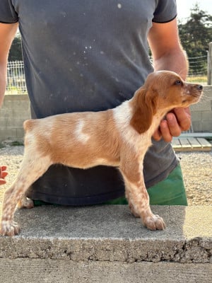 Les chiots de Epagneul Breton