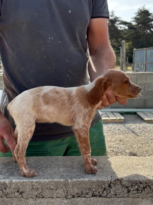 Les chiots de Epagneul Breton
