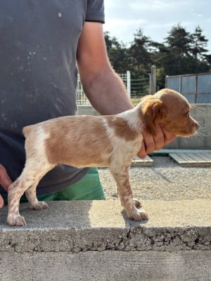 Les chiots de Epagneul Breton