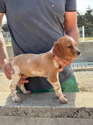 Les chiots de Epagneul Breton
