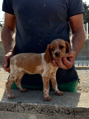 Les chiots de Epagneul Breton