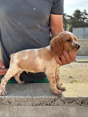 Les chiots de Epagneul Breton
