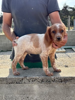 Les chiots de Epagneul Breton