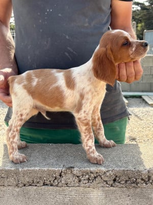 Les chiots de Epagneul Breton