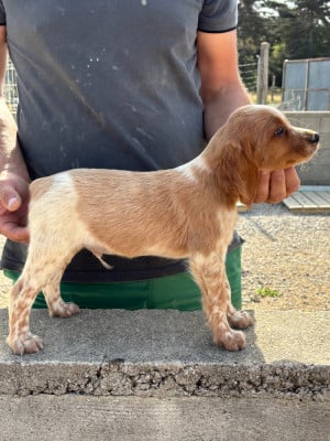 Les chiots de Epagneul Breton