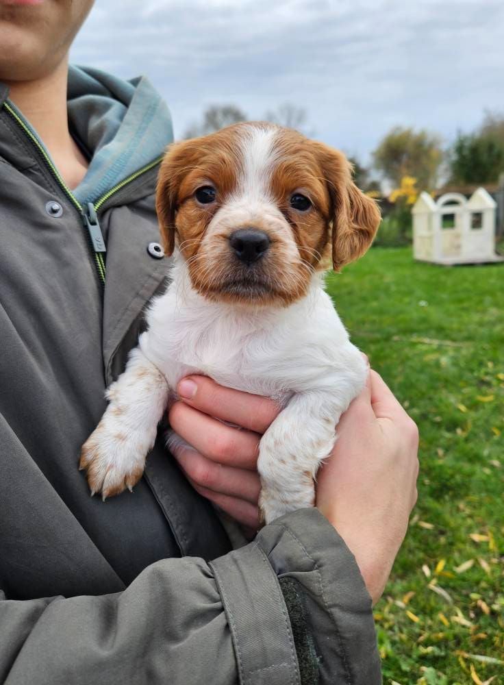 Femelle Blanc/orange 1