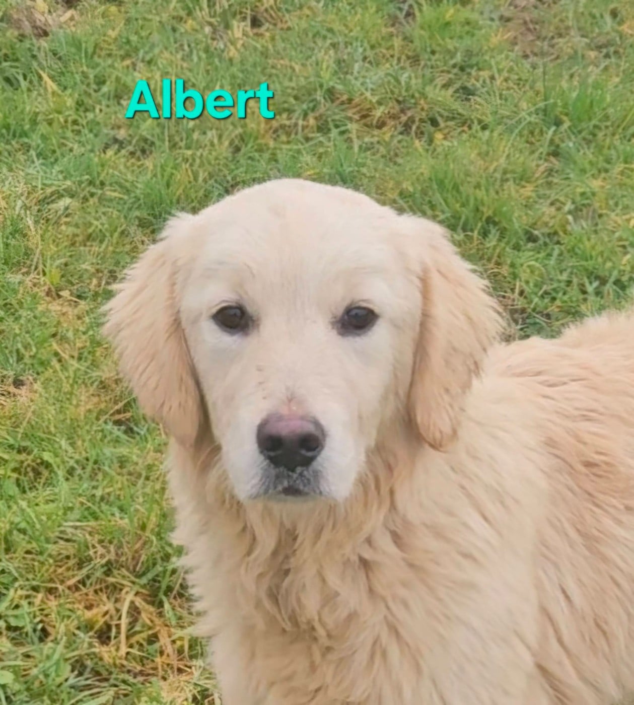 Albert - Golden Retriever