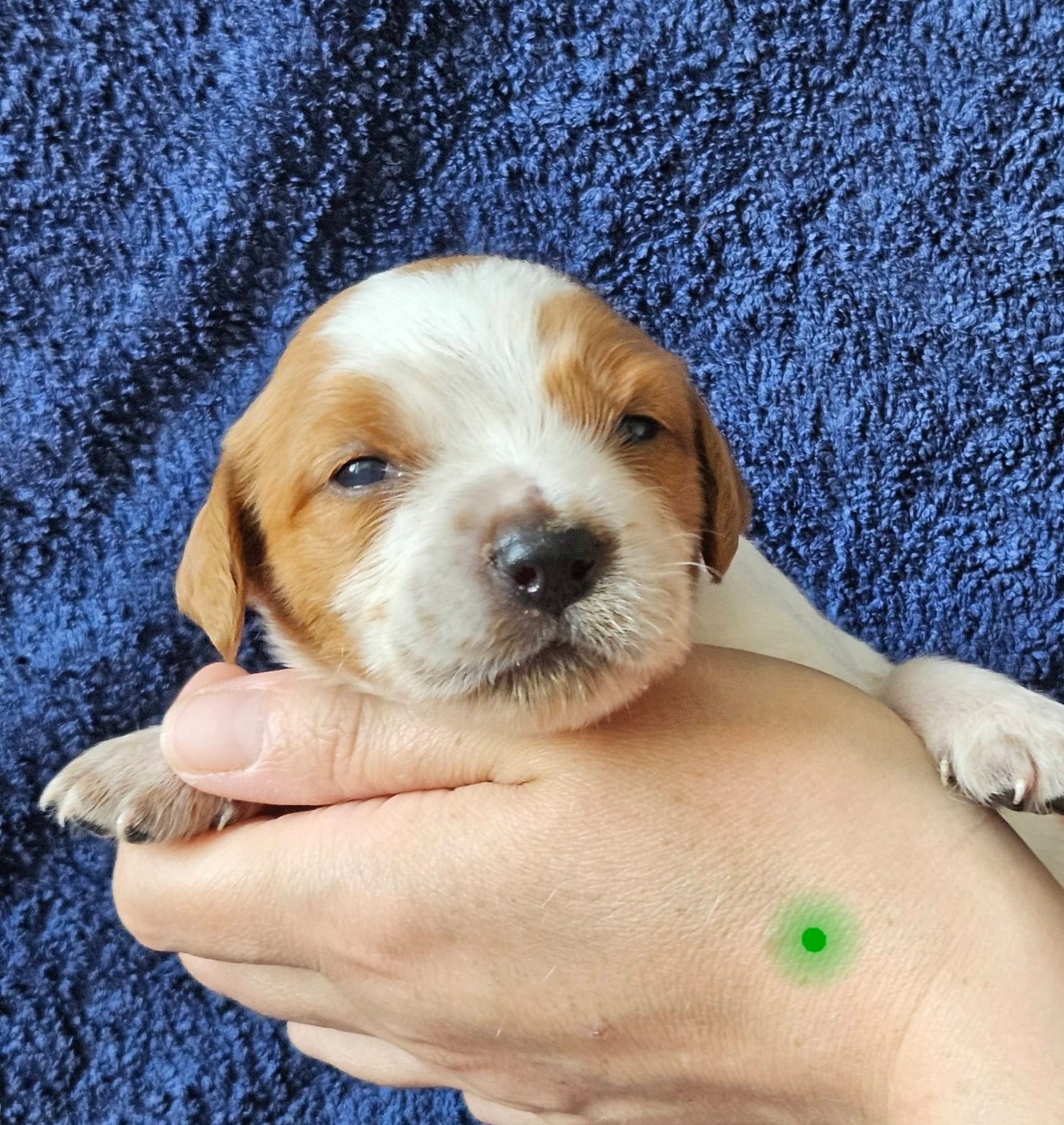 Chiot N°2